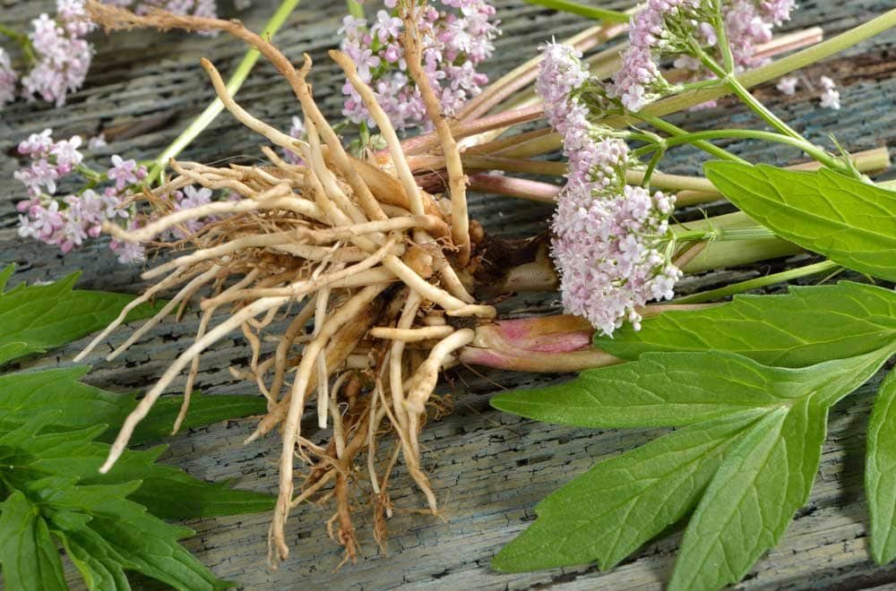 Image is to help describe Valerian Root as an ingredient. Showing alive fresh flowers and roots on an aged wooden table. Click to Learn More.