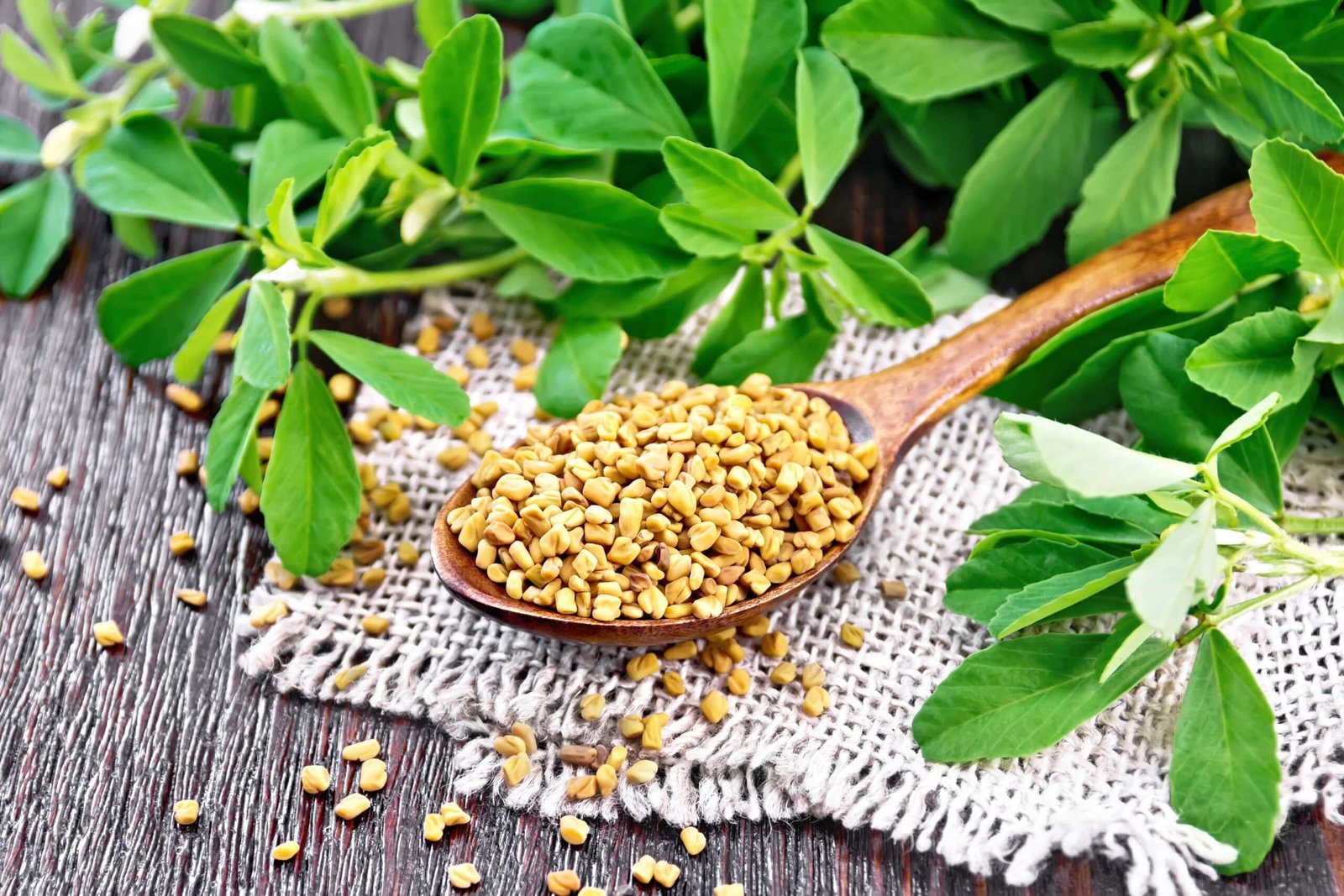 Image of Fenugreek to explain benefits. Fresh fenugreek leaves and seeds placed on a rustic wooden surface, with a wooden spoon holding fenugreek seeds. Click to learn more. 