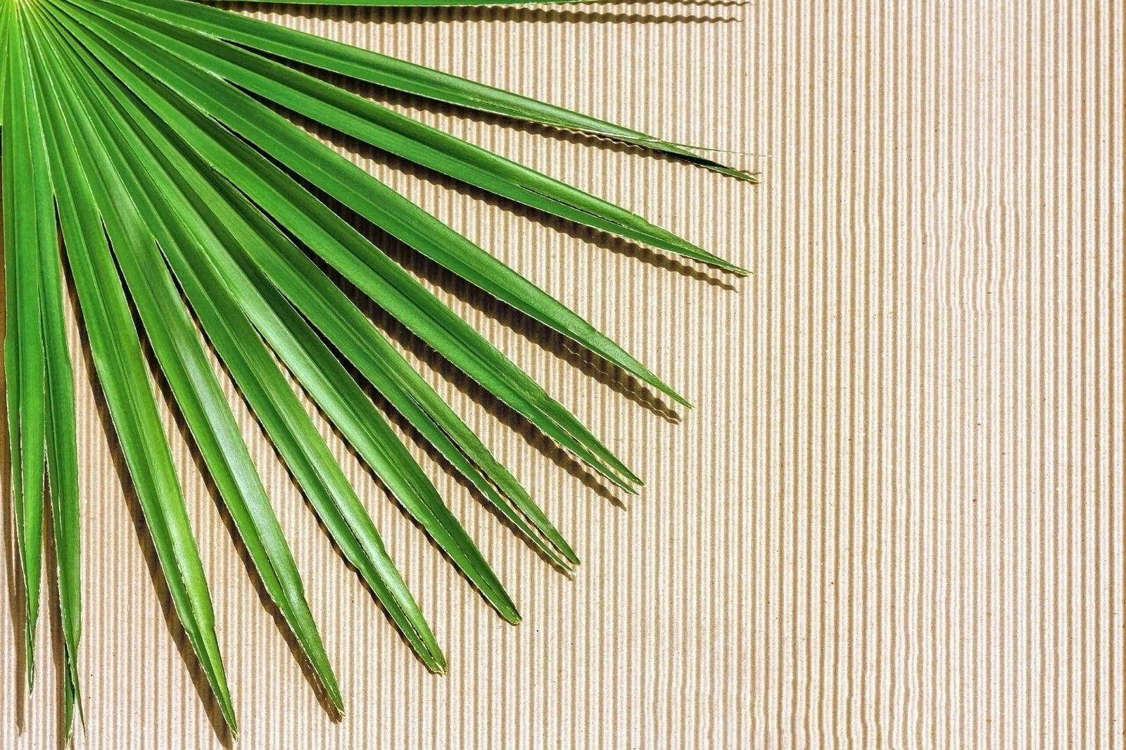 Image is to help describe Saw Palmetto as an ingredient.  Showing palm leaf against textured brown surface. Click to Learn More. 