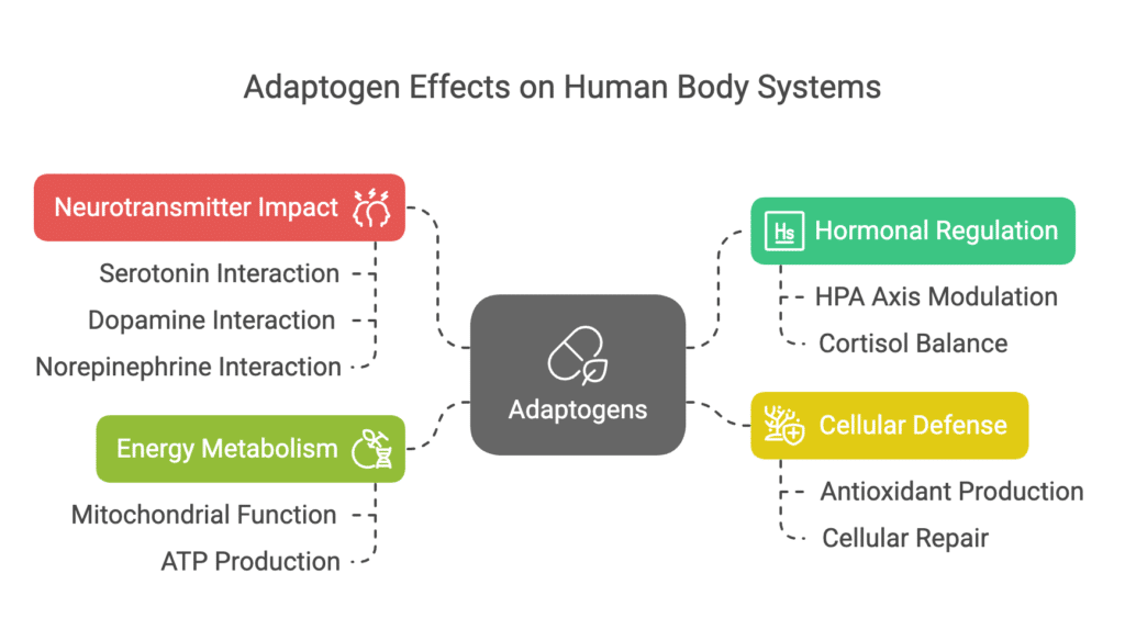Understanding the Meaning of Adaptogen: A guide to Ancient Wisdom and Modern Wellness 2 Diagram illustrating the multifaceted benefits of adaptogens: their role in hormonal regulation by modulating the HPA axis and cortisol levels, impacting neurotransmitters like serotonin, dopamine, and norepinephrine for mood regulation, boosting cellular defense against oxidative stress by promoting antioxidants and cellular repair, and enhancing energy metabolism by supporting mitochondrial function and ATP production.