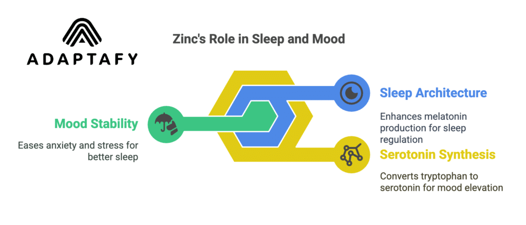 Diagram showing zinc's role in improving sleep quality and mood stability: Zinc aids serotonin synthesis, enhancing mood and relaxation. Serotonin, being a melatonin precursor, supports sleep regulation. Adequate serotonin levels stabilize mood, reducing anxiety and aiding restful sleep.