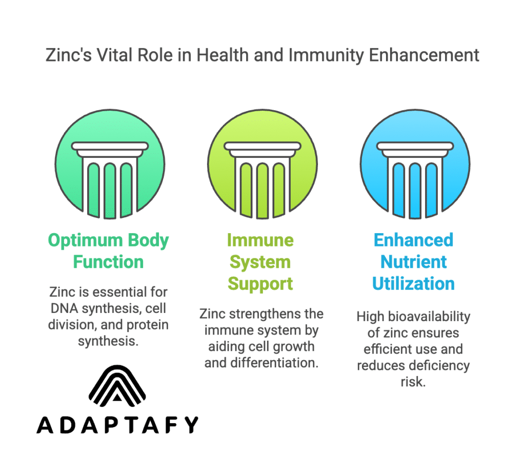 Can Zinc Supplements Really Boost Your Muscle Recovery and Stamina? 2 Diagram illustrating Zinc's role in optimum body function, highlighting its importance in DNA synthesis, immune system support, and enhanced nutrient utilization.
