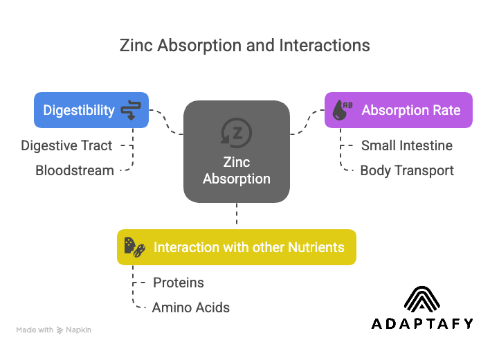 Diagram showing how zinc is digested, absorbed in the small intestine, and interacts with nutrients—illustrating factors that affect zinc deficiency.