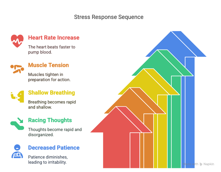 Diagram shows stress response: heart rate increases, muscles tense, breathing becomes shallow, thoughts race, and patience decreases. Calm Your Nerves Article for Men.